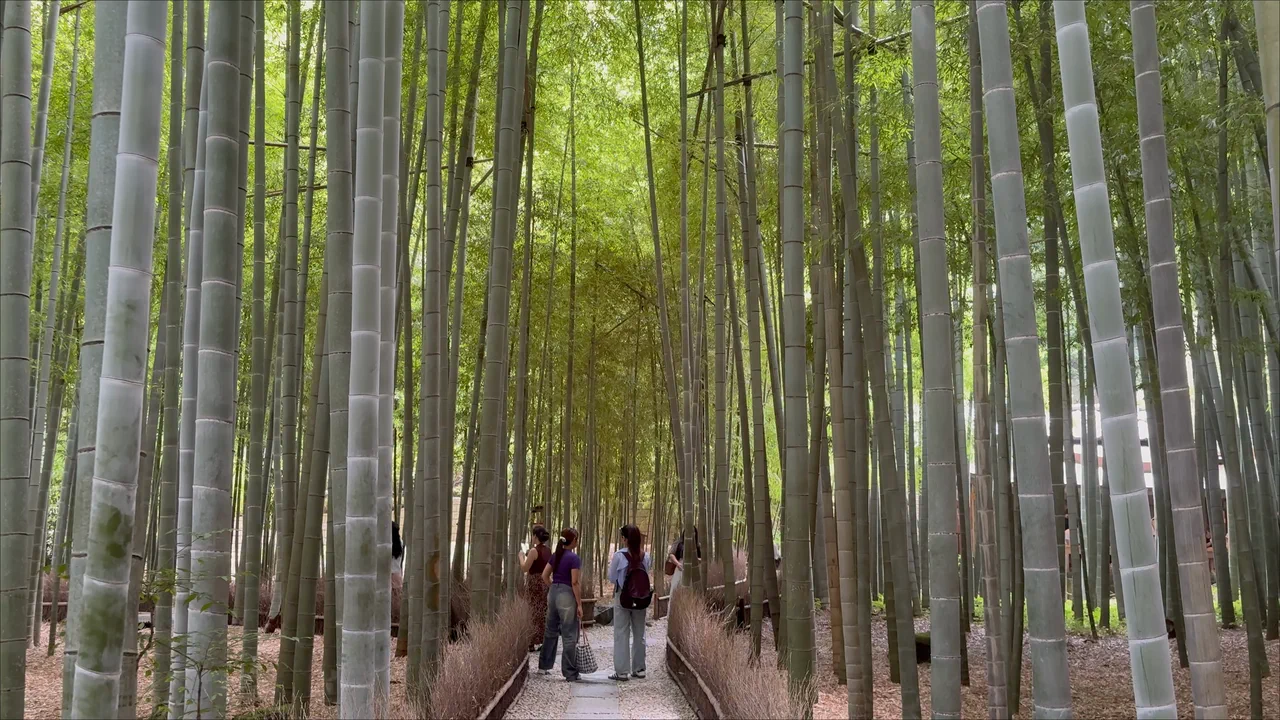 A path through the tall bamboo of Hokokuji's Bamboo Garden