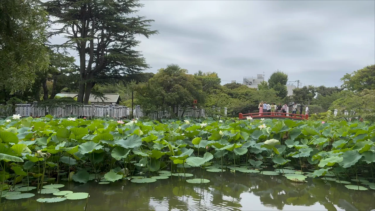 Lotus leaves covering Genpei Pond at Tsurugaoka Hachimangu in late July, with a red bridge in the background